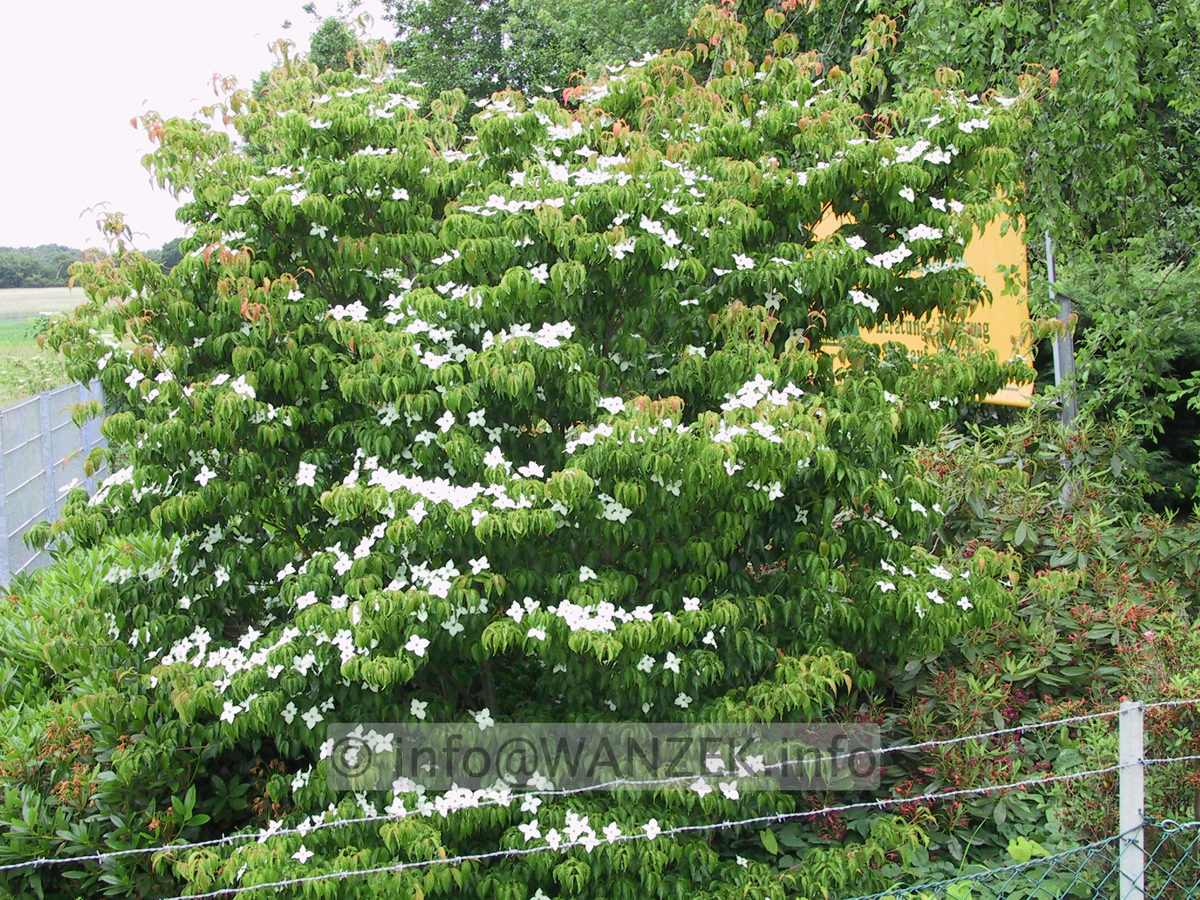 Cornus kousa chinensis Sol 05.JPG